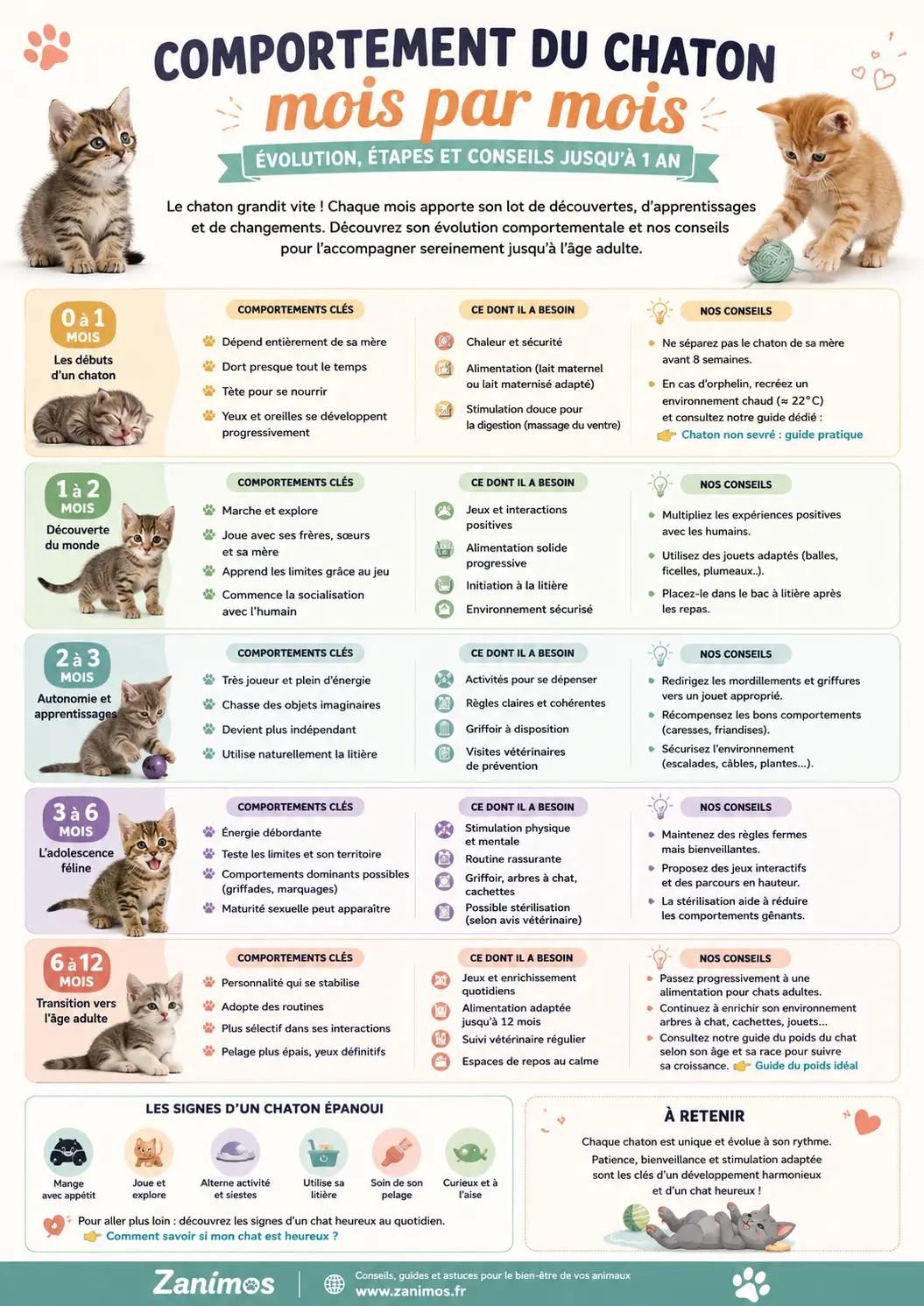 Comportement du chaton mois par mois : évolution, étapes et conseils jusqu’à 1 an