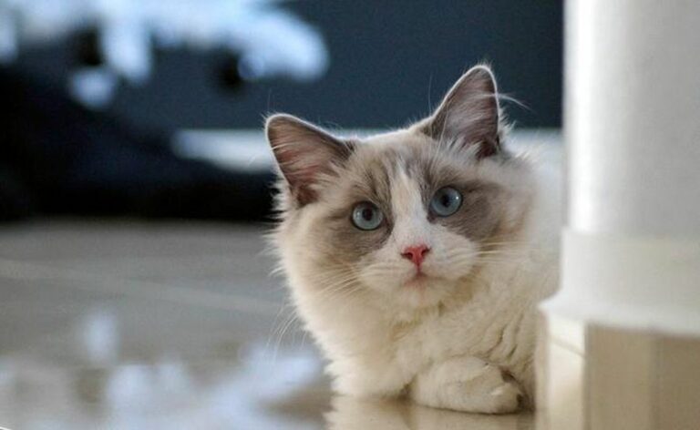 Chat d'appartement créer un environnement stimulant sans jardin