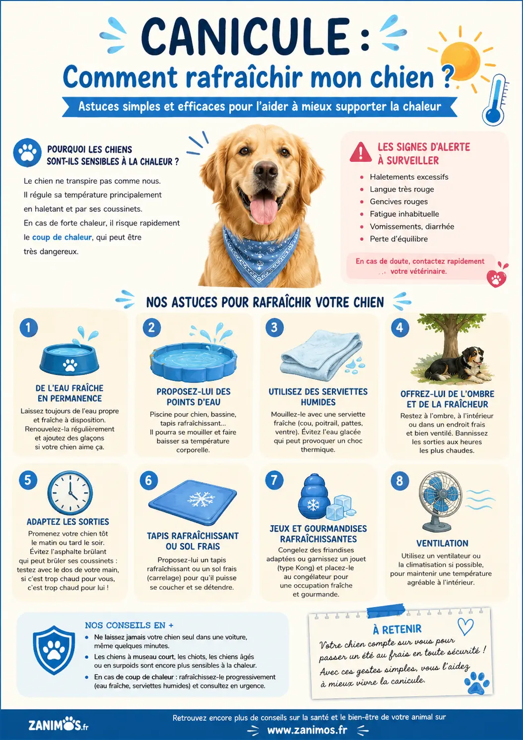 Comment rafraîchir mon chien pendant la canicule - infographie