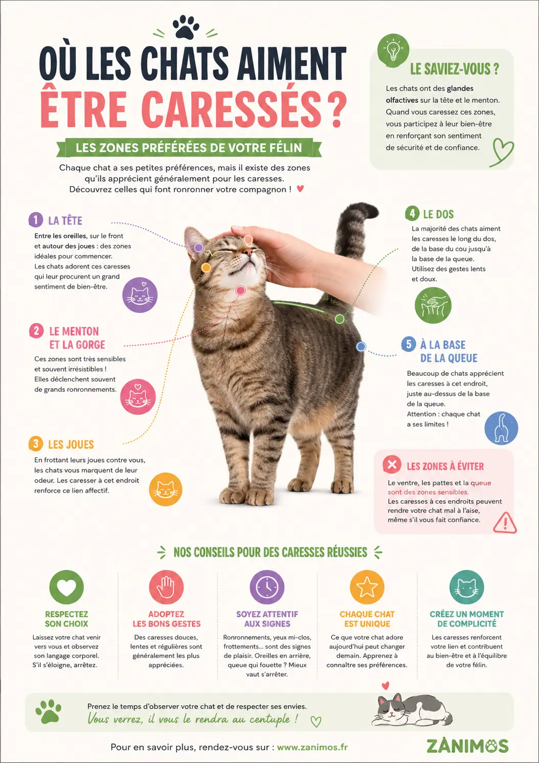 Où les chats aiment être caressés