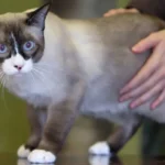 Snowshoe