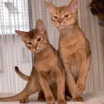Abyssin – race de chat