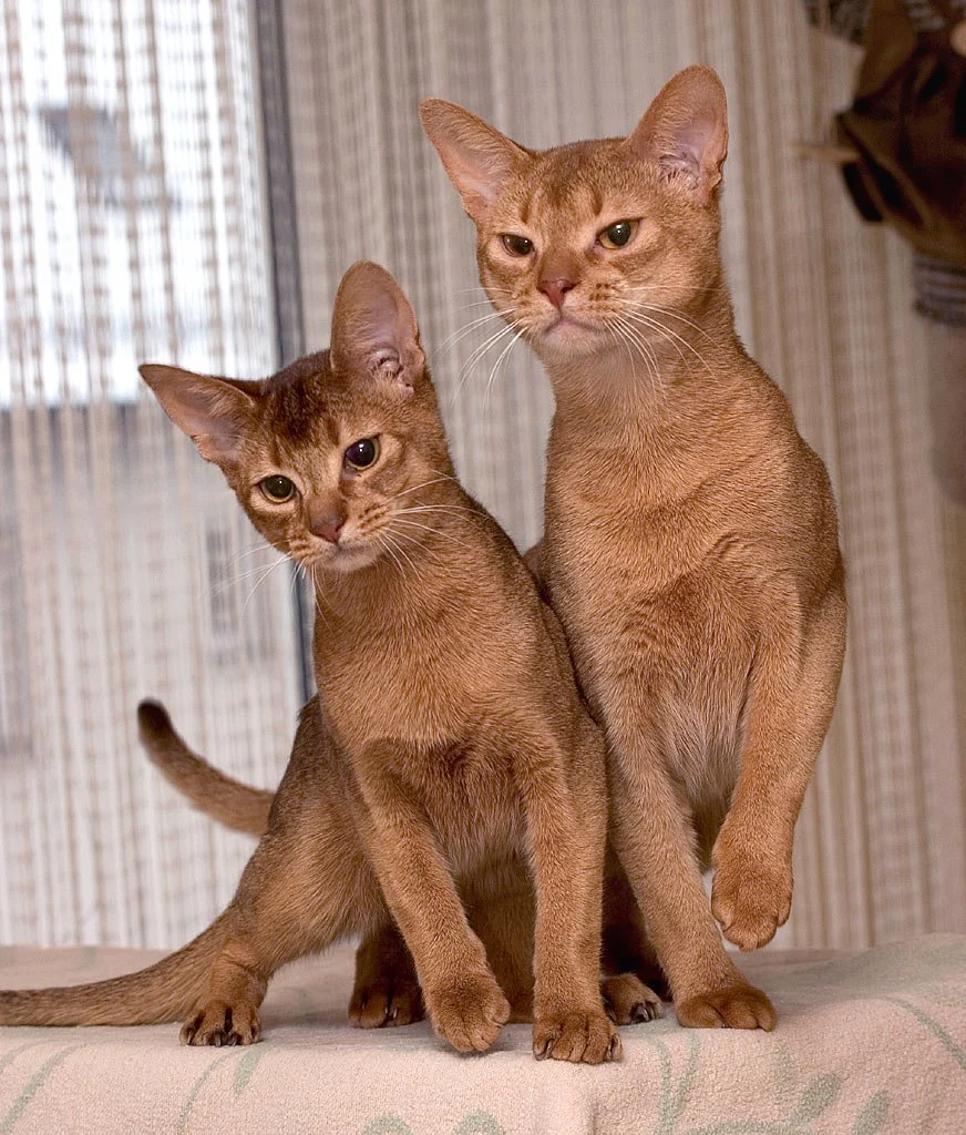 Abyssin – race de chat
