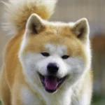Akita Inu – race de chien