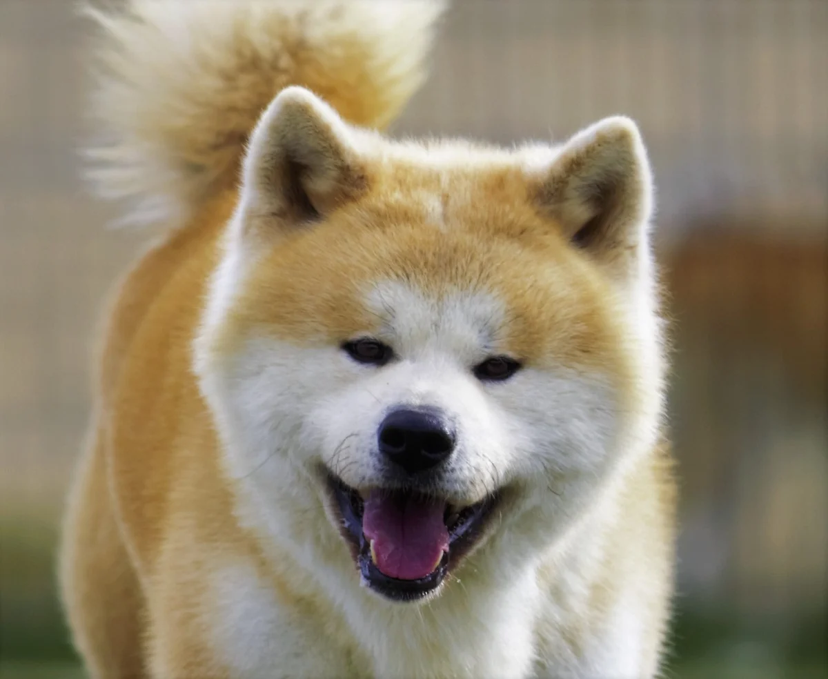 Akita Inu – race de chien