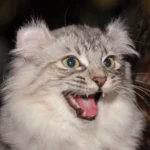 American Curl – race de chat