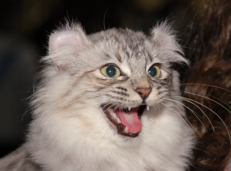 American Curl – race de chat