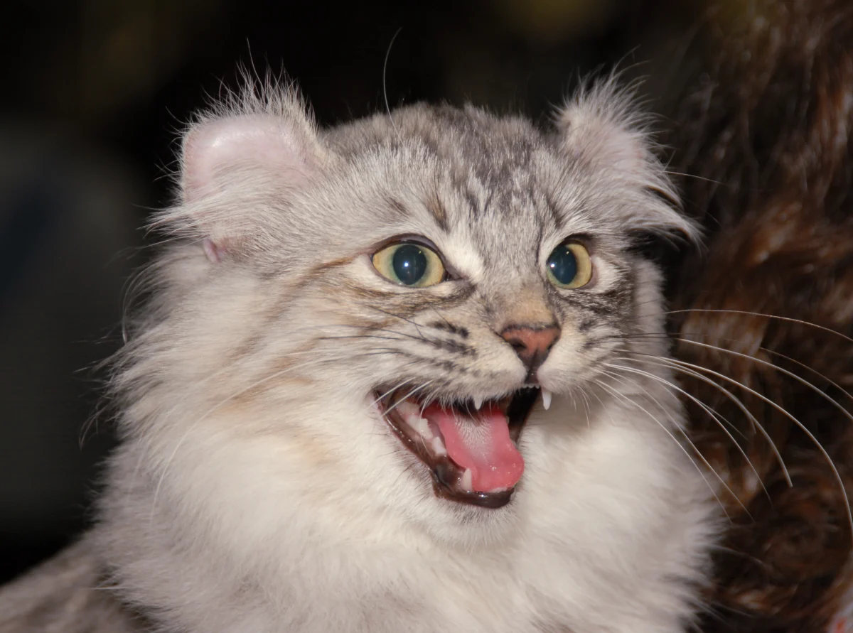 American Curl – race de chat