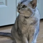 American Shorthair – race de chat