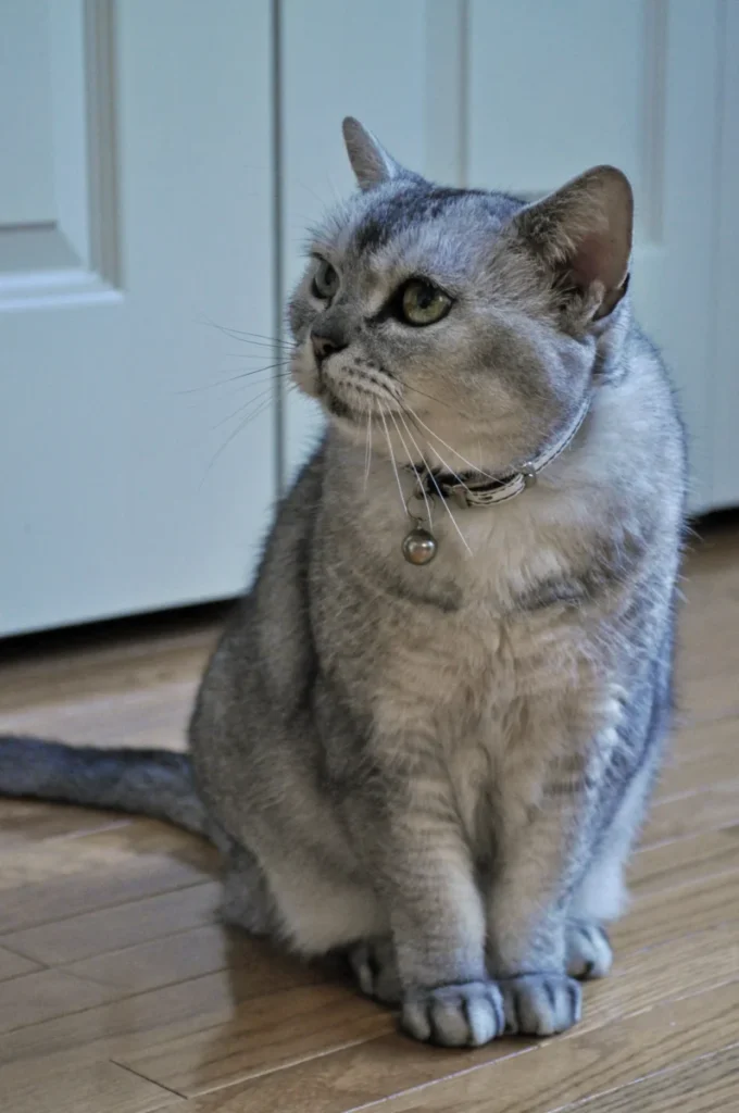 American Shorthair – race de chat