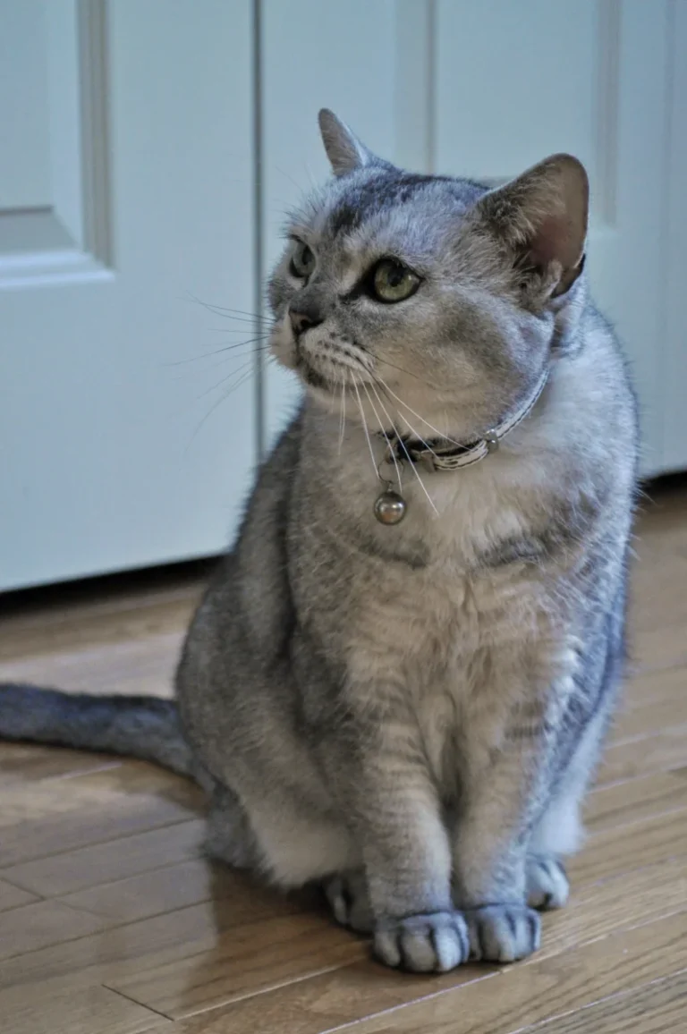 American Shorthair – race de chat
