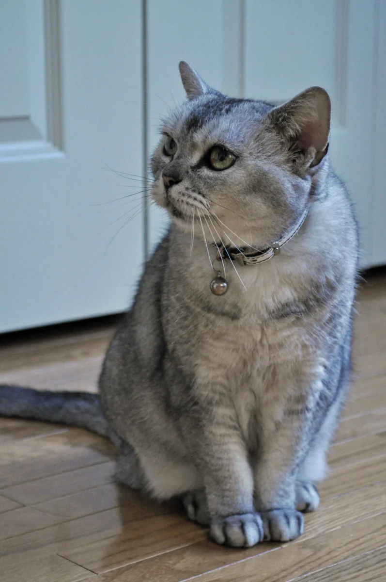 American Shorthair – race de chat