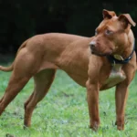 American Staffordshire Terrier – race de chien