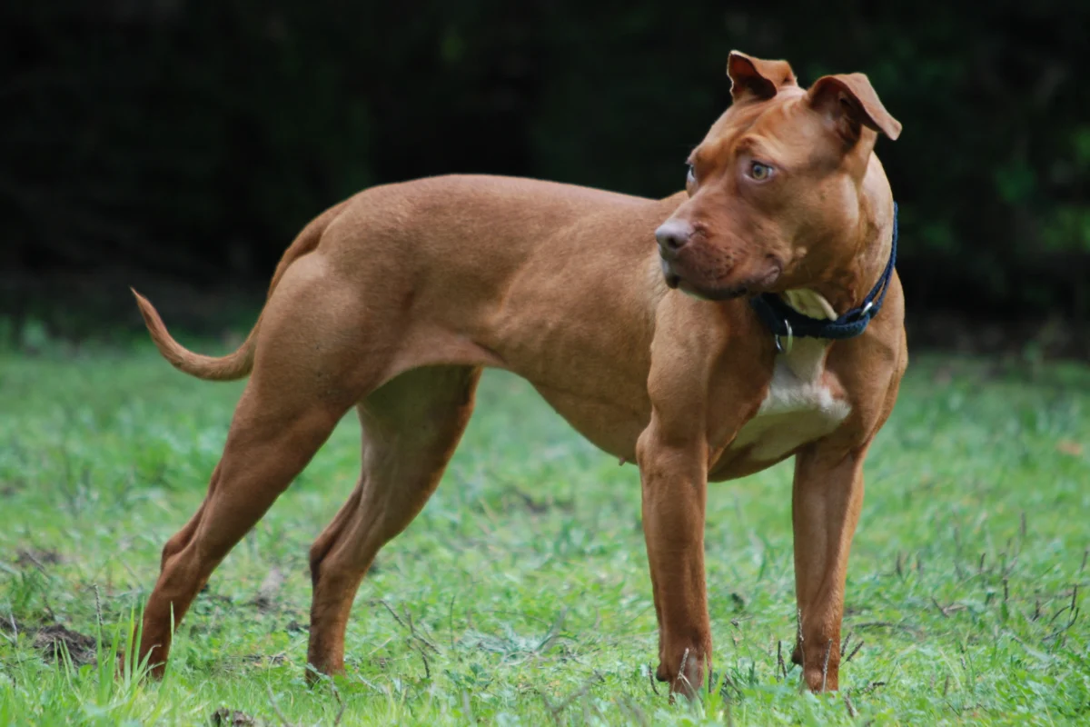 American Staffordshire Terrier – race de chien