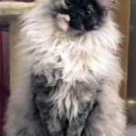 Angora turc – race de chat