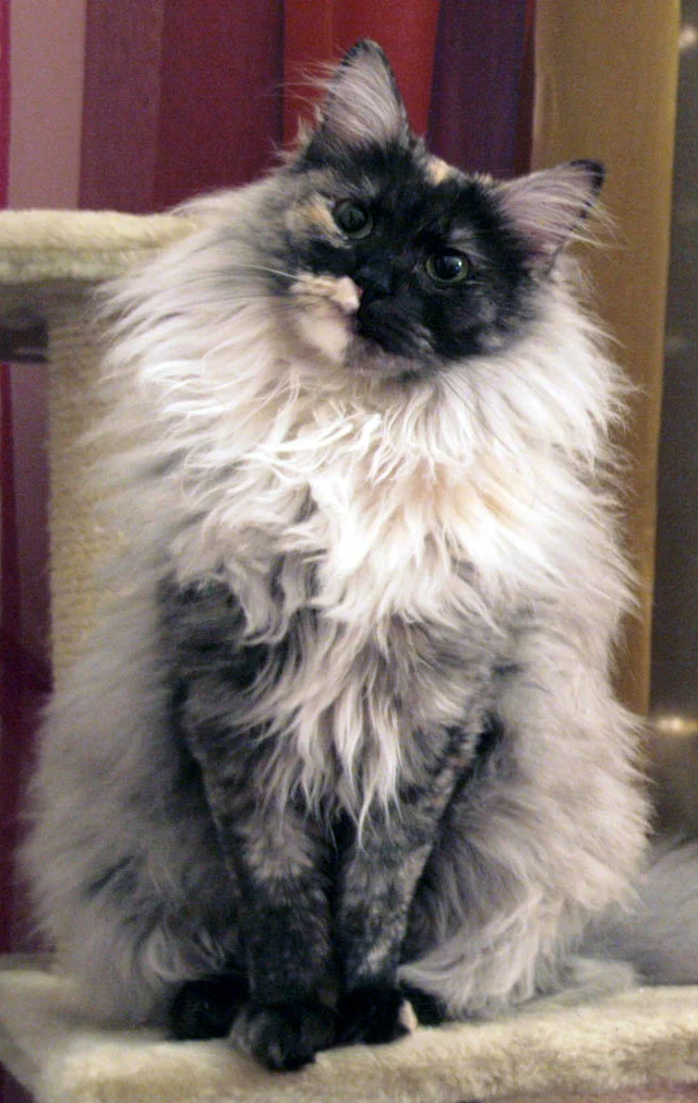 Angora turc – race de chat