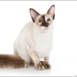 Balinais – race de chat