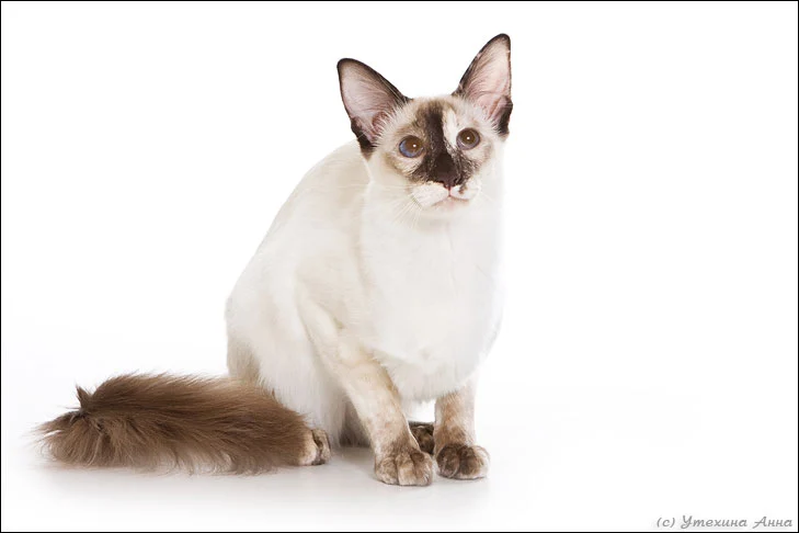 Balinais – race de chat