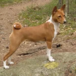 Basenji – race de chien
