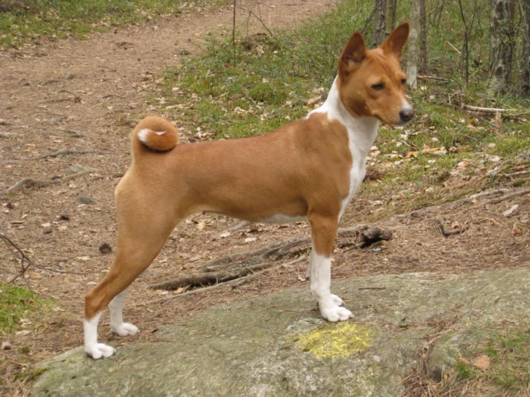 Basenji – race de chien