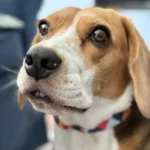 Beagle – race de chien