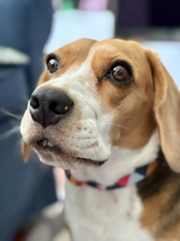 Beagle – race de chien