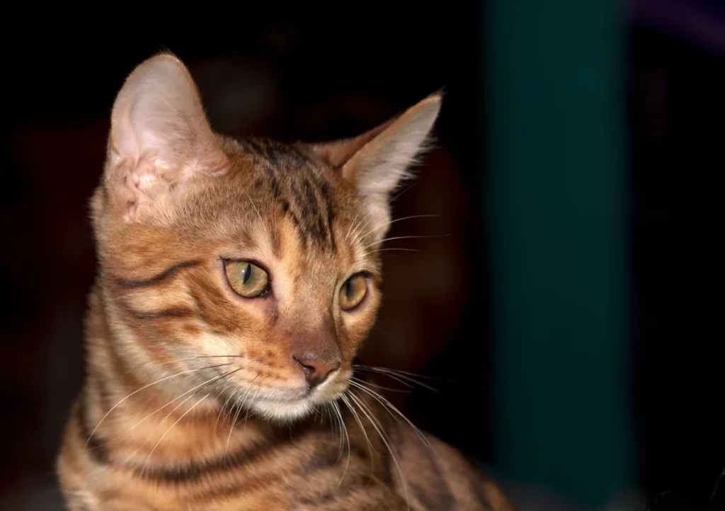 Bengal – race de chat