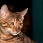 Bengal – race de chat