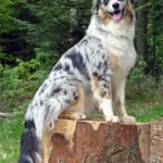 Berger australien – race de chien