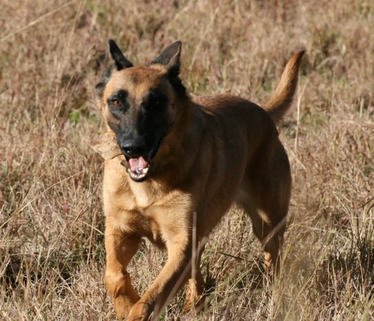 Berger belge Malinois – race de chien