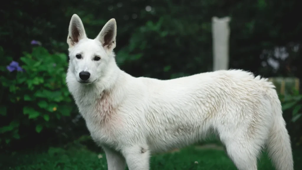 Berger blanc suisse – race de chien