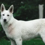 Berger blanc suisse – race de chien