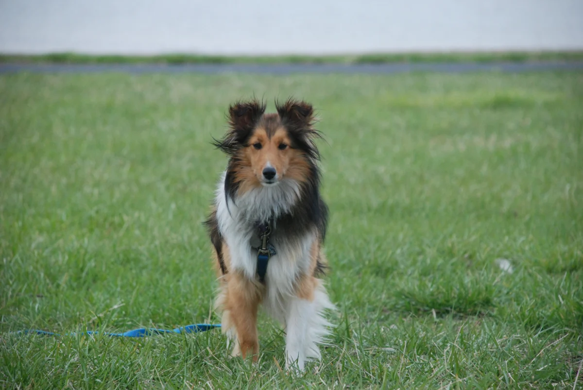 Berger des Shetland – race de chien