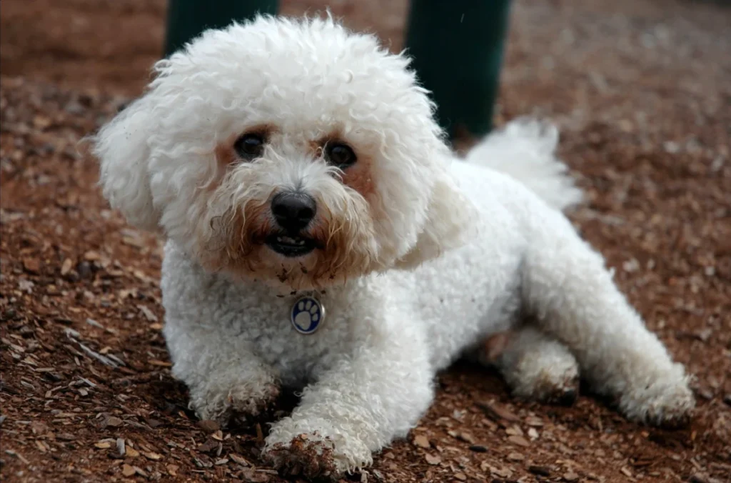 Bichon frisé – race de chien