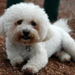 Bichon frisé – race de chien
