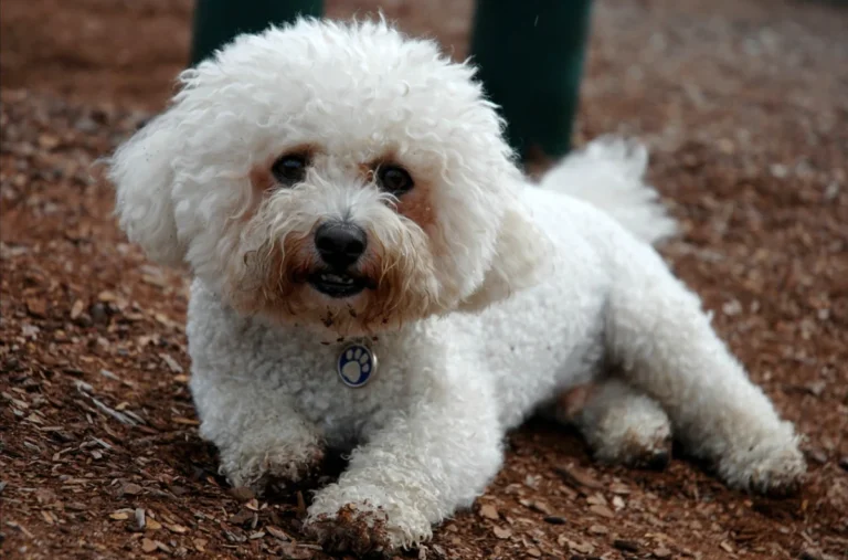 Bichon frisé – race de chien