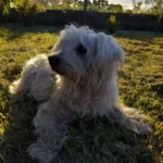 Bichon maltais – race de chien