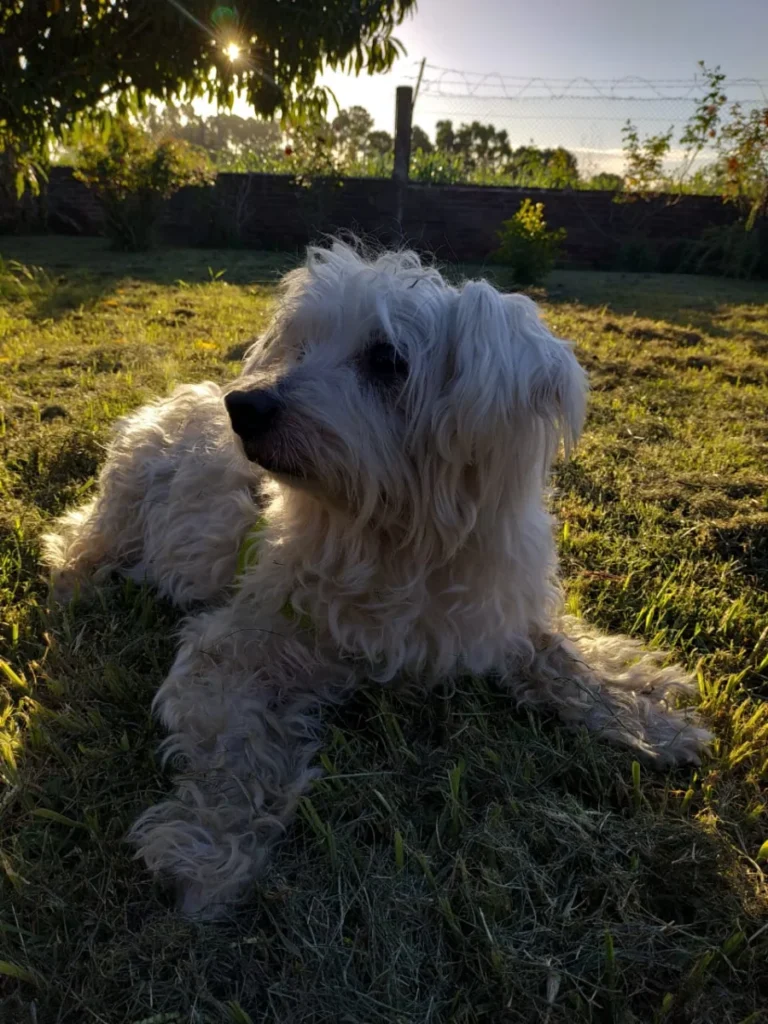 Bichon maltais – race de chien