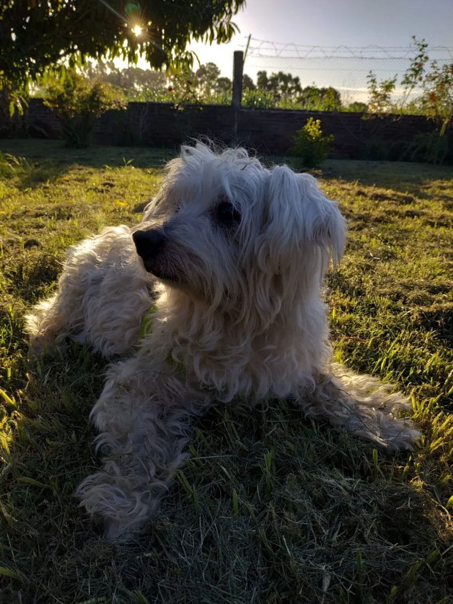 Bichon maltais – race de chien