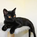 Bombay – race de chat