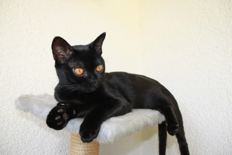 Bombay – race de chat