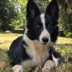 Border Collie – race de chien