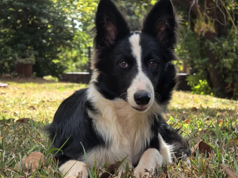 Border Collie – race de chien