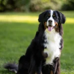 Bouvier bernois – race de chien