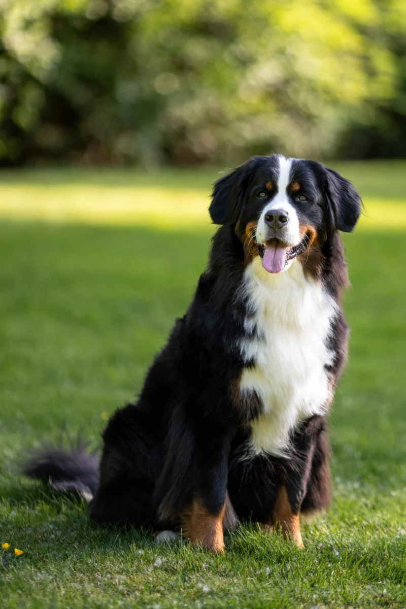 Bouvier bernois – race de chien