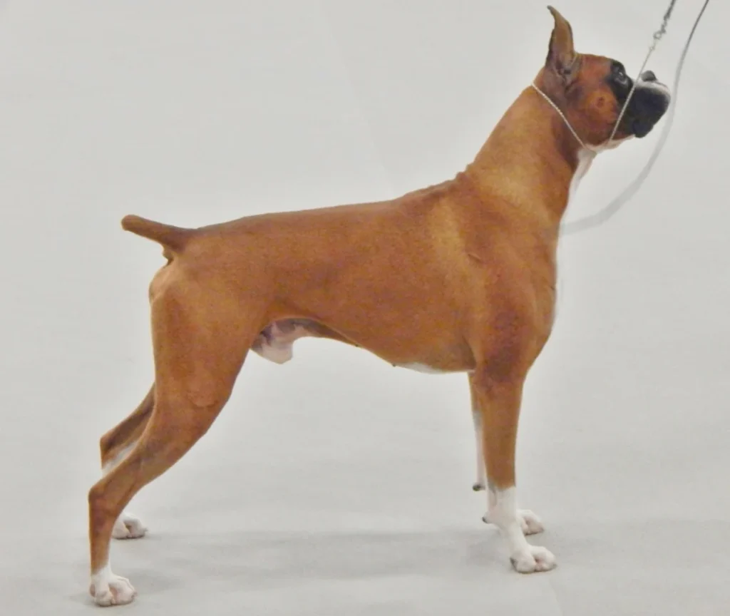 Boxer – race de chien