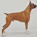 Boxer – race de chien