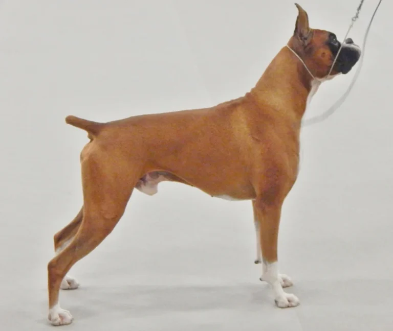 Boxer – race de chien