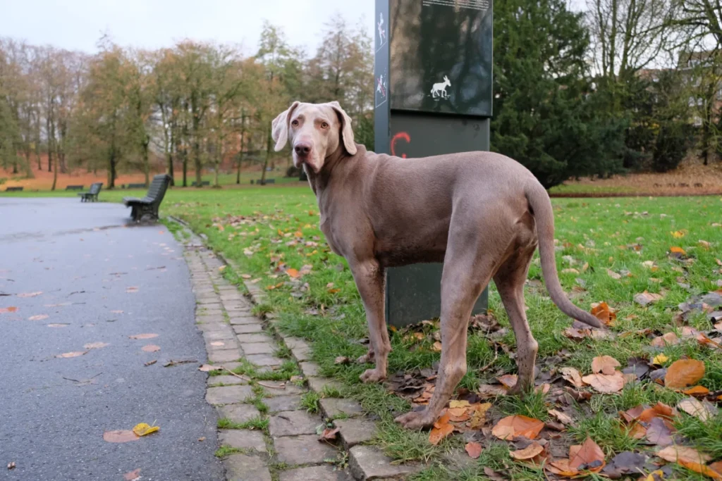 Braque de Weimar – race de chien