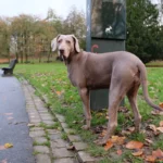 Braque de Weimar – race de chien